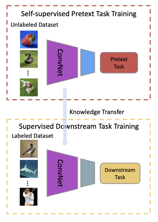 Pretext and Downstream task